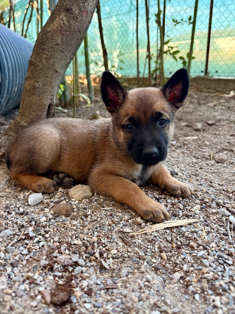 Du Bois D'Aïko - Chiots disponibles - Berger Belge