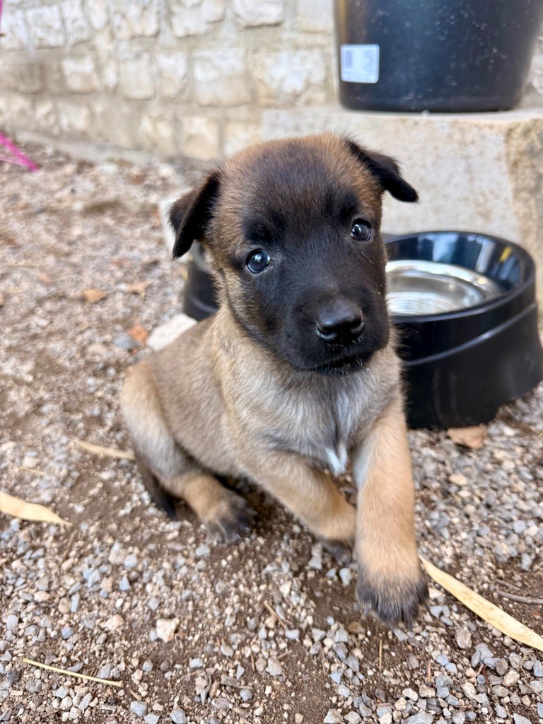 Du Bois D'Aïko - Chiots disponibles - Berger Belge
