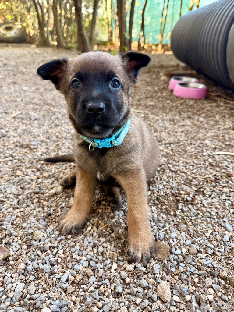 Du Bois D'Aïko - Chiots disponibles - Berger Belge