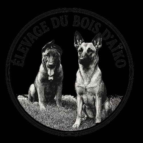 Du Bois D'Aïko - Chiots disponibles - Berger Belge