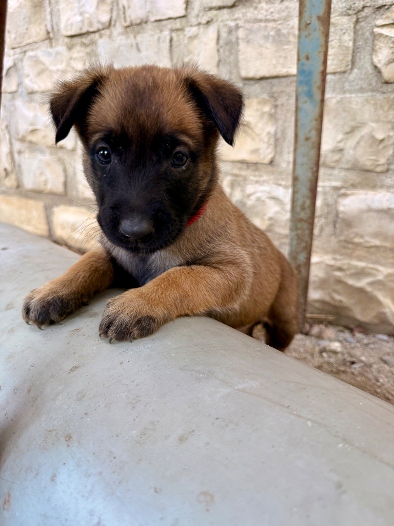 Du Bois D'Aïko - Chiots disponibles - Berger Belge