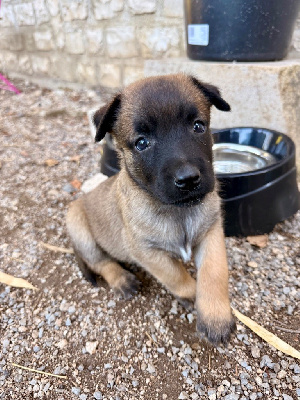 CHIOT 3