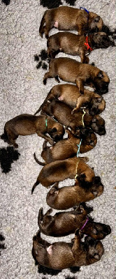 CHIOT 10