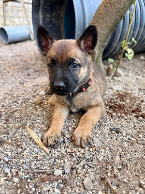 CHIOT 6