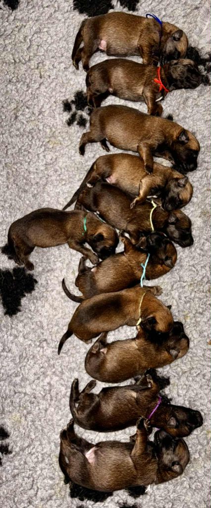 Du Bois D'Aïko - Chiots disponibles - Berger Belge