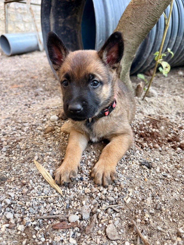 Du Bois D'Aïko - Chiots disponibles - Berger Belge