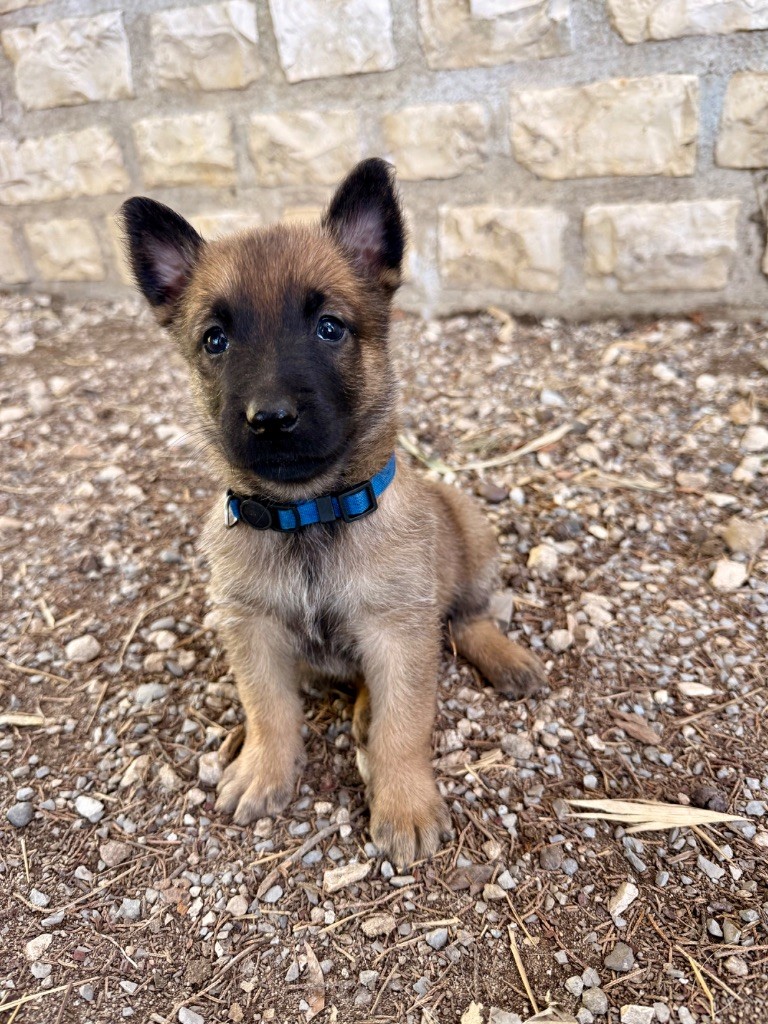 Du Bois D'Aïko - Chiots disponibles - Berger Belge